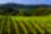 Winery vineyard in the Willamette Valley, Oregon, USA